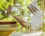 *SOLD OUT* Beekeeping Taster Experience