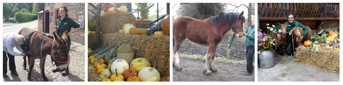 Donkeys, Shire horse and autumn events at the Farm