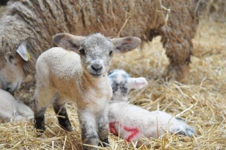 Lamb on the farm