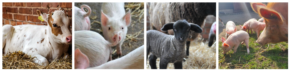 Pictures of new arrivals at the Farm