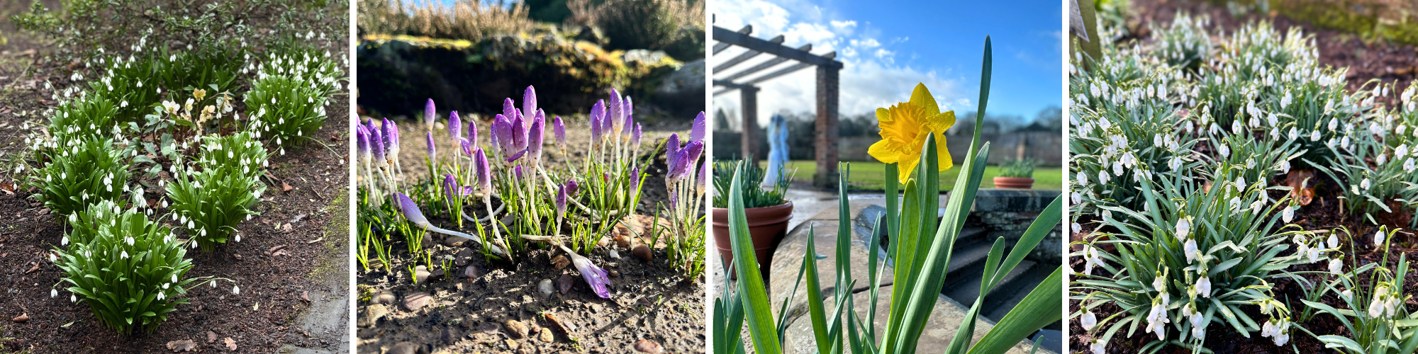 February_Blooms_Collage