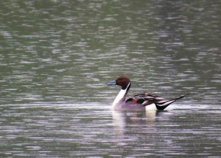 Pintail on the Mere