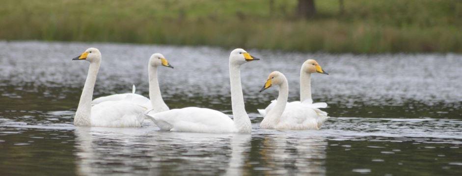 Geese on the Mere