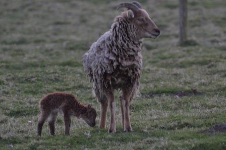 Sheep in the Parkland