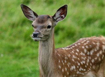 Summer Deer