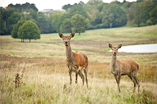 Tatton-Park-Deer-infront-of-Mansion