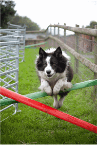 TattonFunDogShow