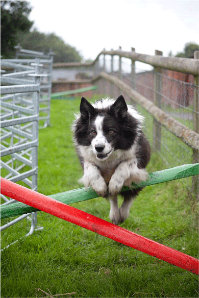 TattonFunDogShow