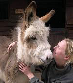 Frosty the Donkey