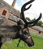 Prancer the Reindeer