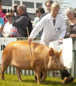 Tamzin the Tamworth sow