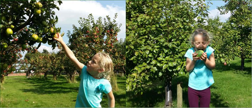 apple day collage