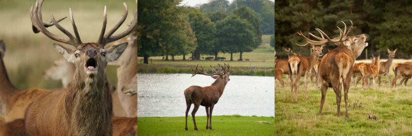 deer rut 2015