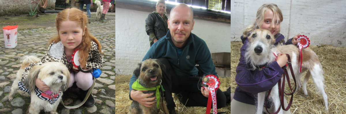 dog show collage