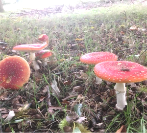 fly agaric fungi - parkland autumn newsletter