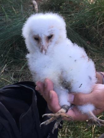Owl