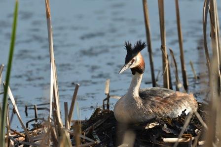 Bird on Tatton's Mere