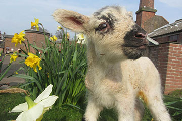 Lamb at Tatton Park
