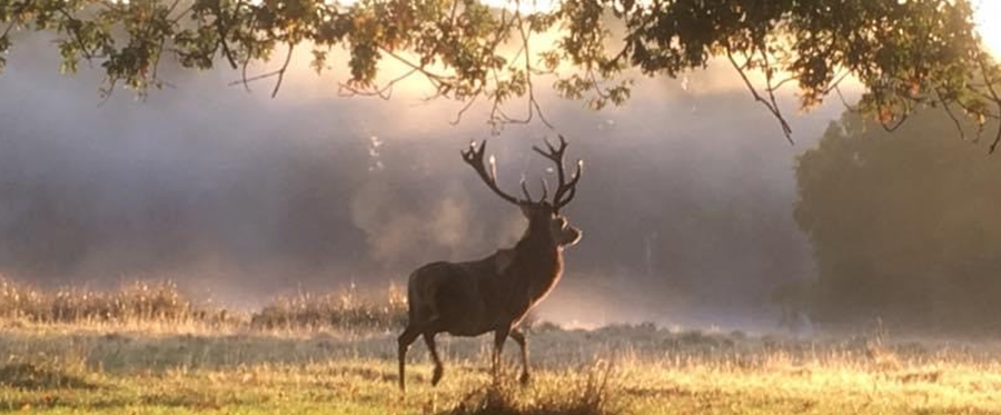 stag - autumn parkland newsletter