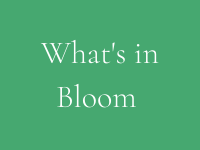 what's in bloom