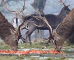 Deer Feed Safari
