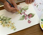 Botanical Pen and Watercolour Workshop