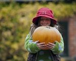 The Pumpkin Patch at the Farm