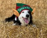 Santa Paws at the Farm