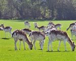 *Deer Feed Safari NOW SOLD OUT*