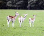 Summer Deer Walk