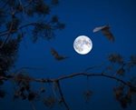 Evening Bat Walk