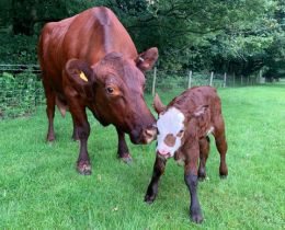 Crazy for Cattle