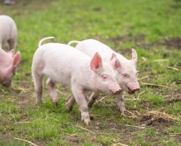Pigs Galore
