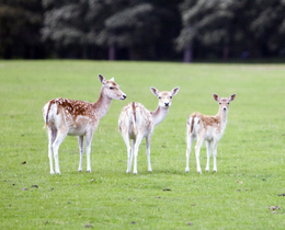 Summer Deer Walk