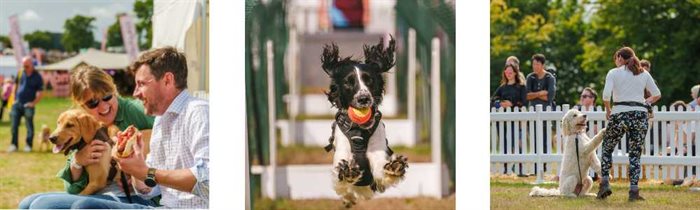 Dog Fest MAin