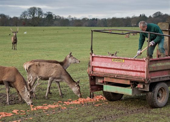 Deer feed web