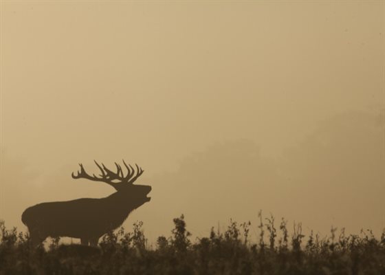 deer walks autumn 700x500
