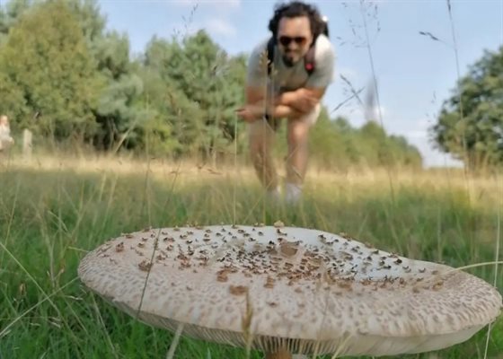 Fungal foray web 700 x 500