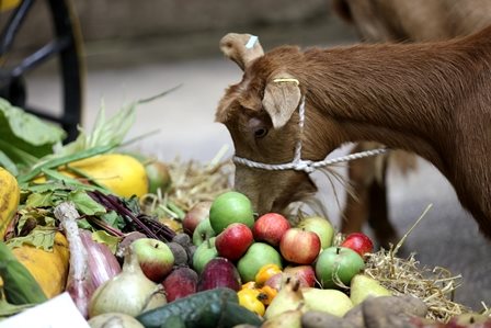 Harvest Festival goat