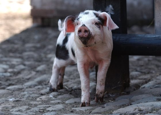 Pigs galore 700x500