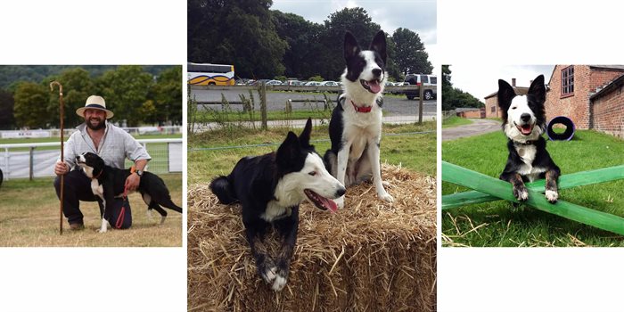 SheepDog Trail Collage