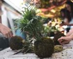 *SOLD OUT* Build Your Own: Kokedama Workshop
