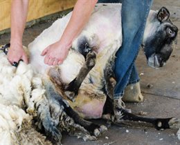 Sheep Shearing at the Farm