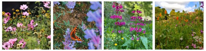 wildflowers collage web