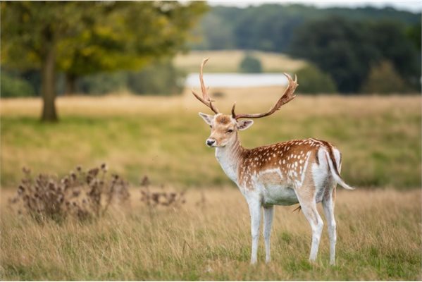 deer parkland news