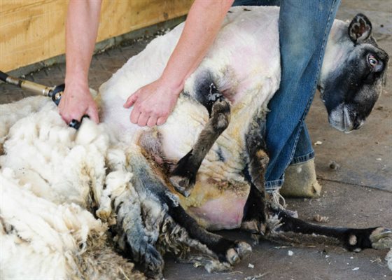 sheep shearing 700x500
