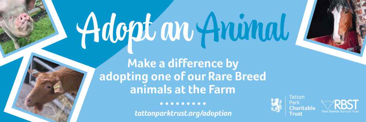 Animal Adoption Banner