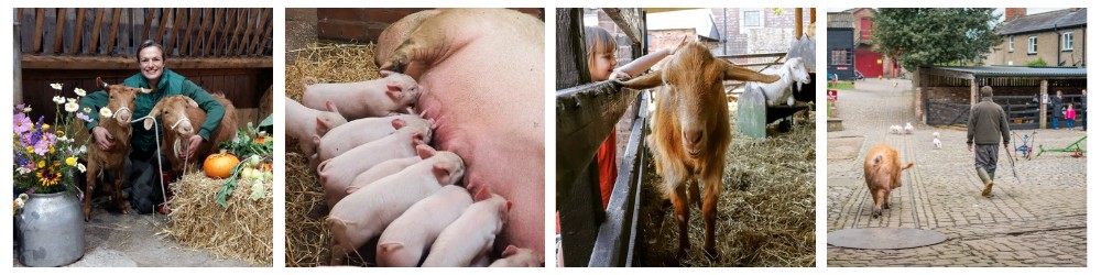 Autumn Farm collage