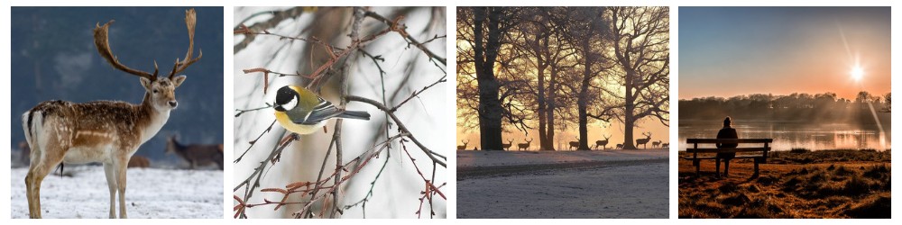 parkland winter collage