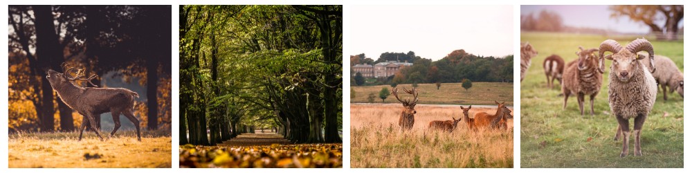 autumn parkland collage